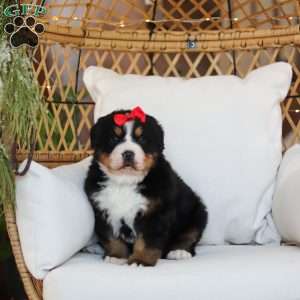 Princess Star, Bernese Mountain Dog Puppy
